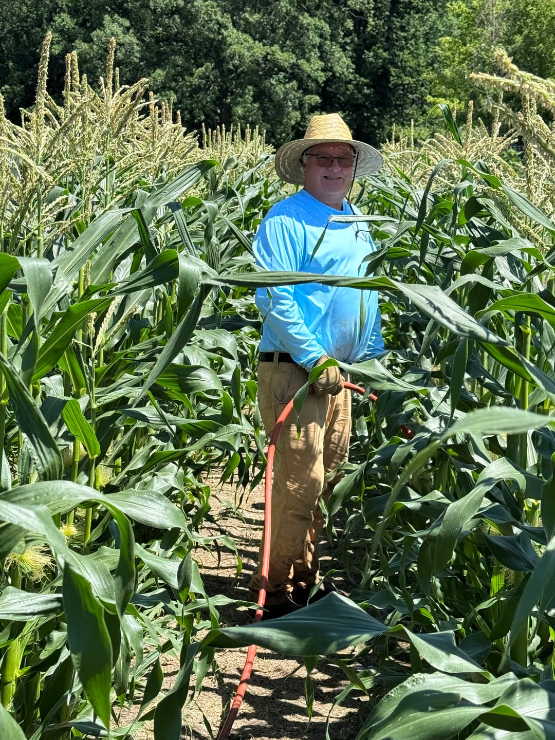Customer photo review of *Quick Trip Attribute II Sweet Corn (Roundup Ready)