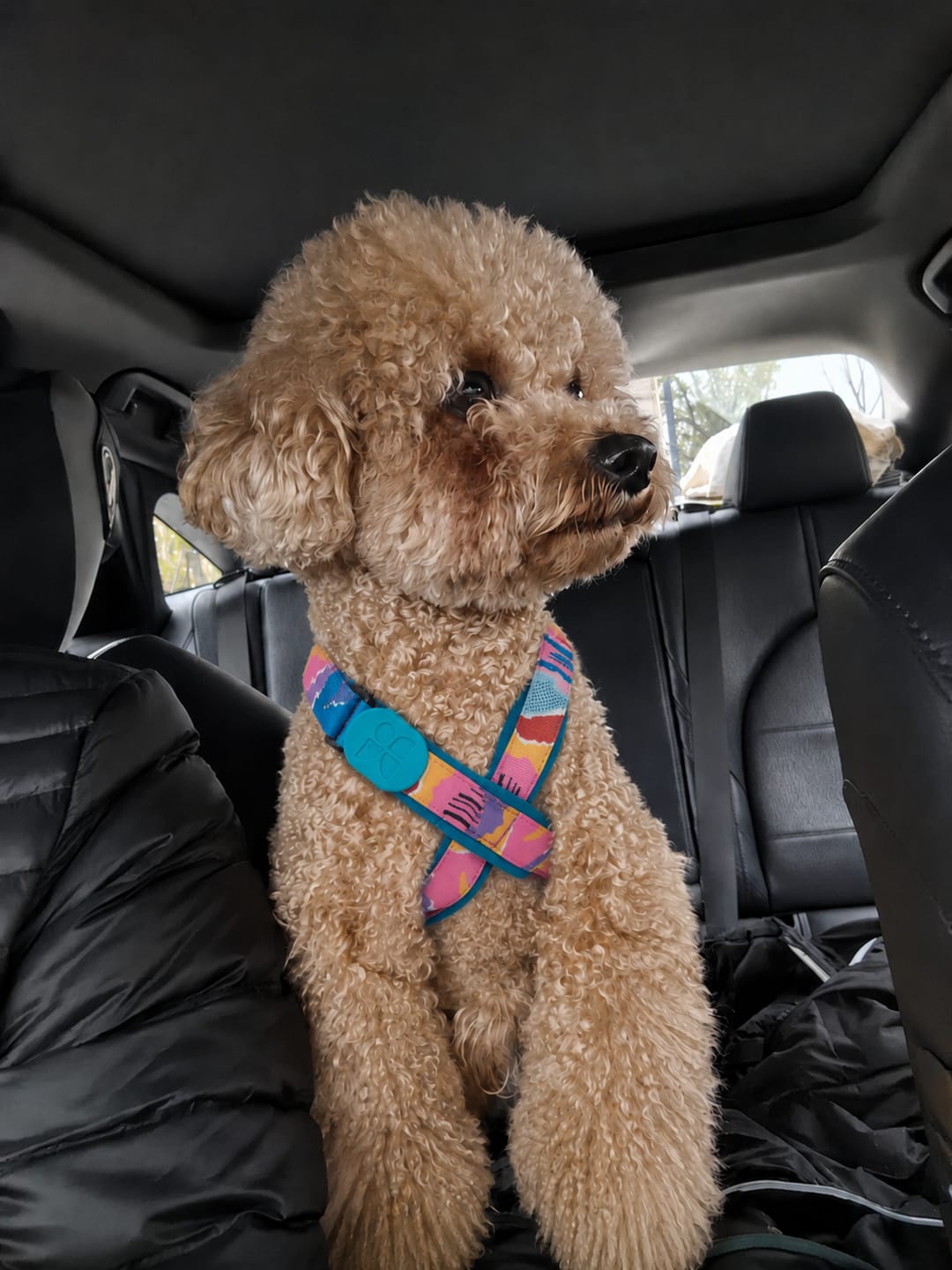 Customer photo review of Colorful PRO No Choke Dog Harness – X-Style Trachea Protection, Single or Set with a 3-in-1 Shock-Absorbing Leash