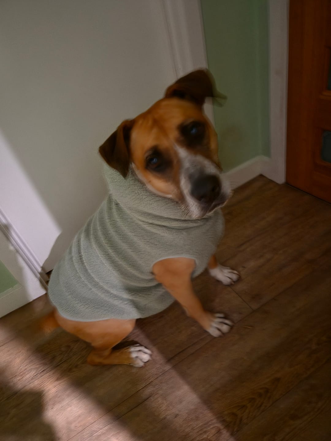 Customer photo review of Teddy Sherpa Dog Jacket - Light Green