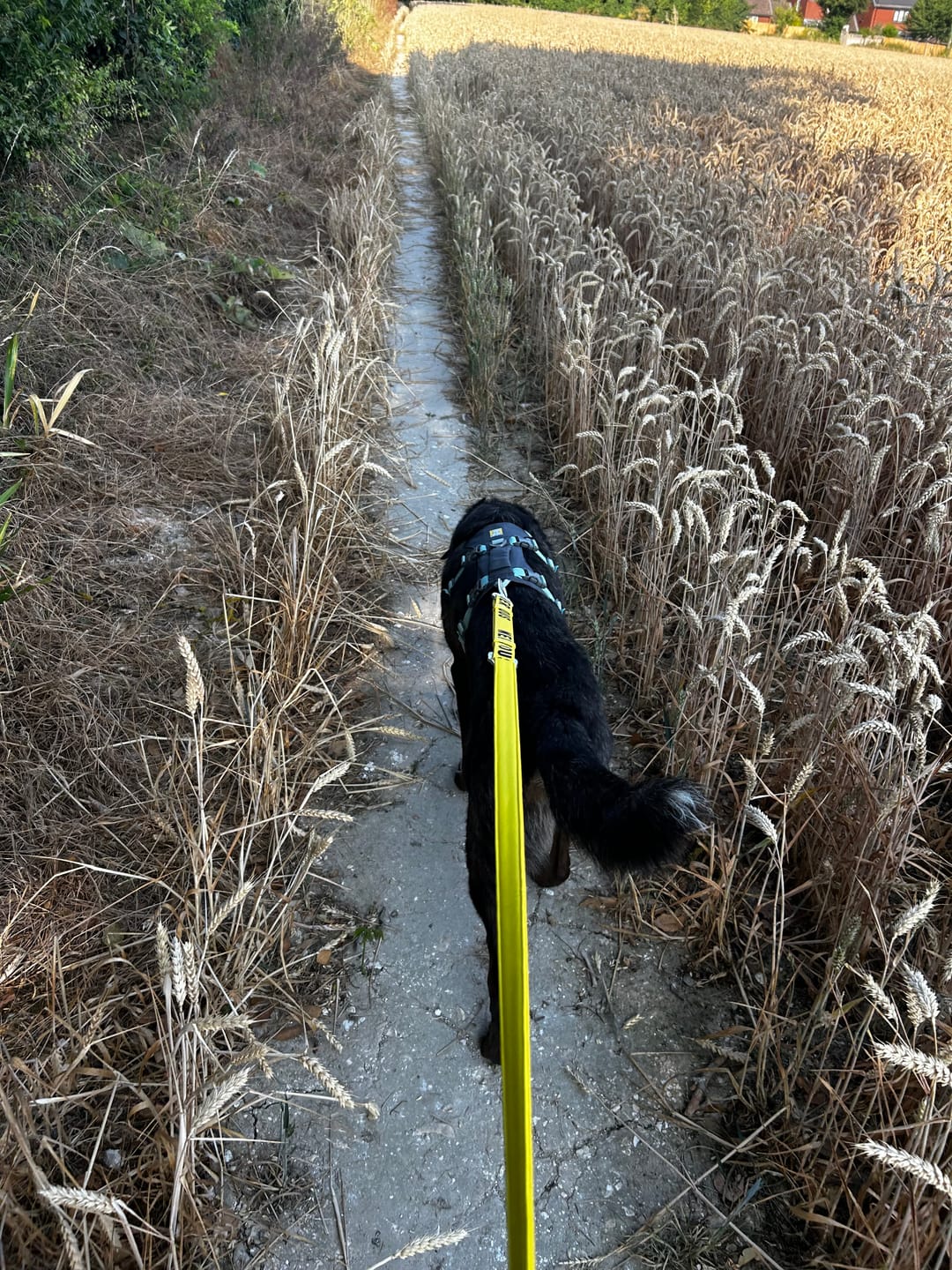 Customer photo review of Awareness Multi-Way Lead