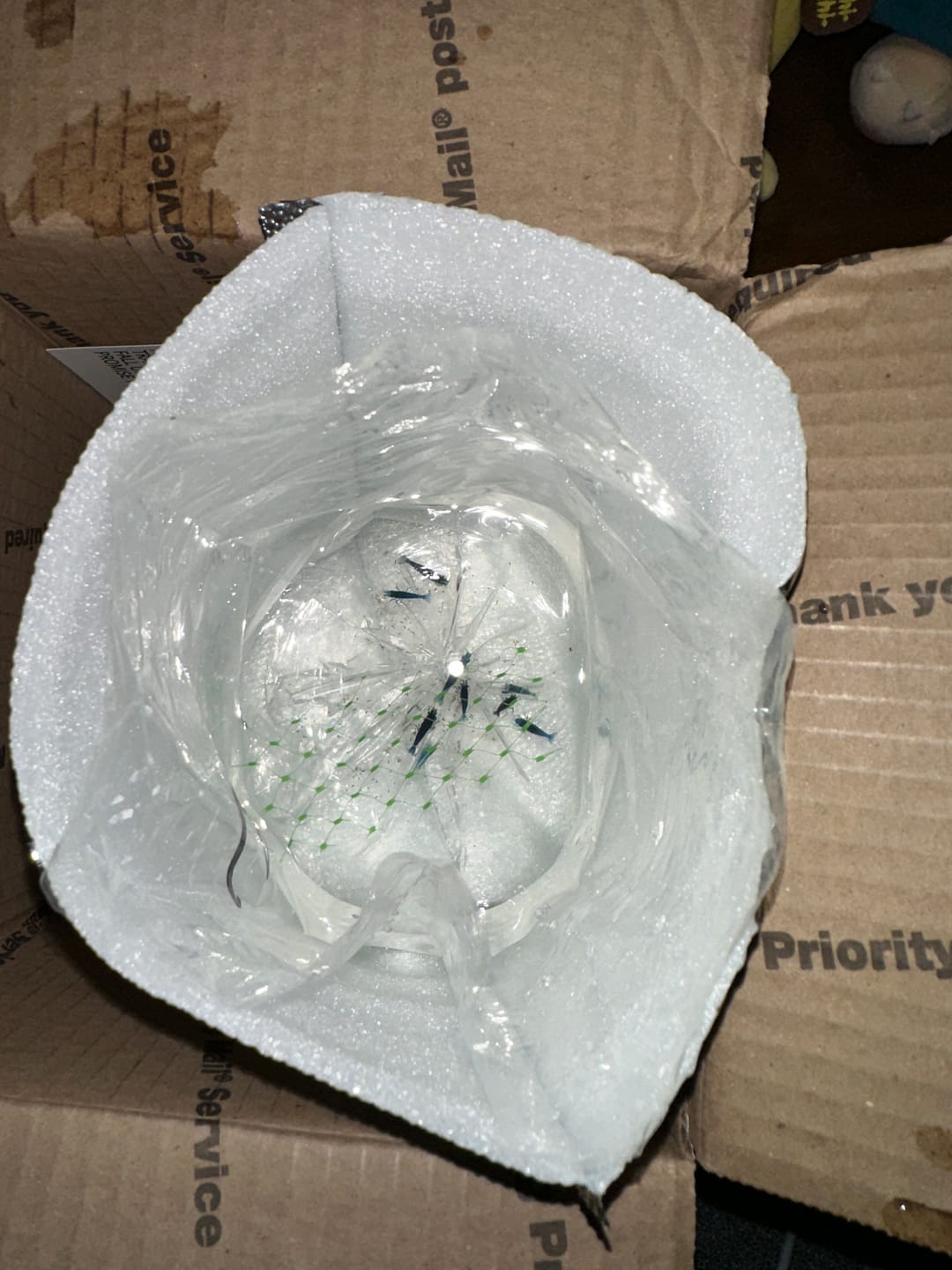 Customer photo review of Blue Dream Shrimp