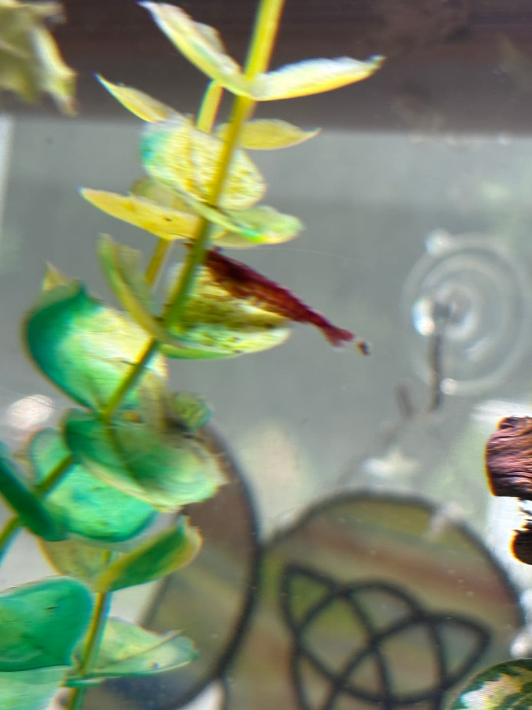 Customer photo review of Fire Red Cherry Shrimp