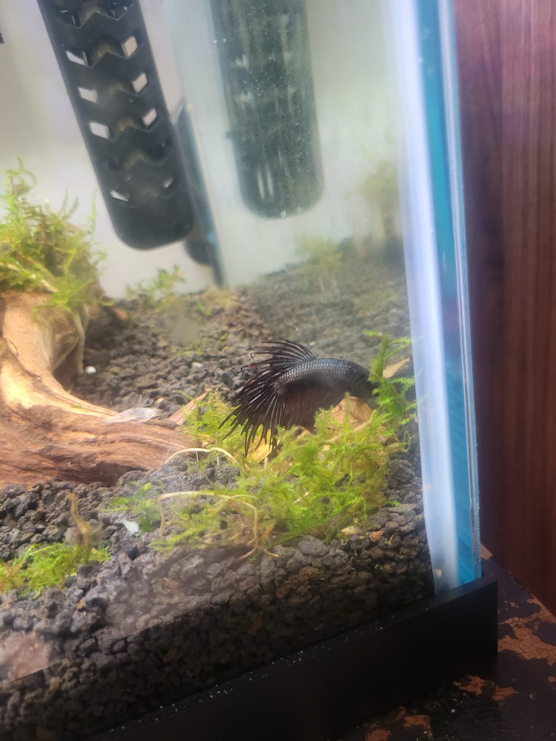 Customer photo review of Crowntail Black Venom Betta Fish (Male)