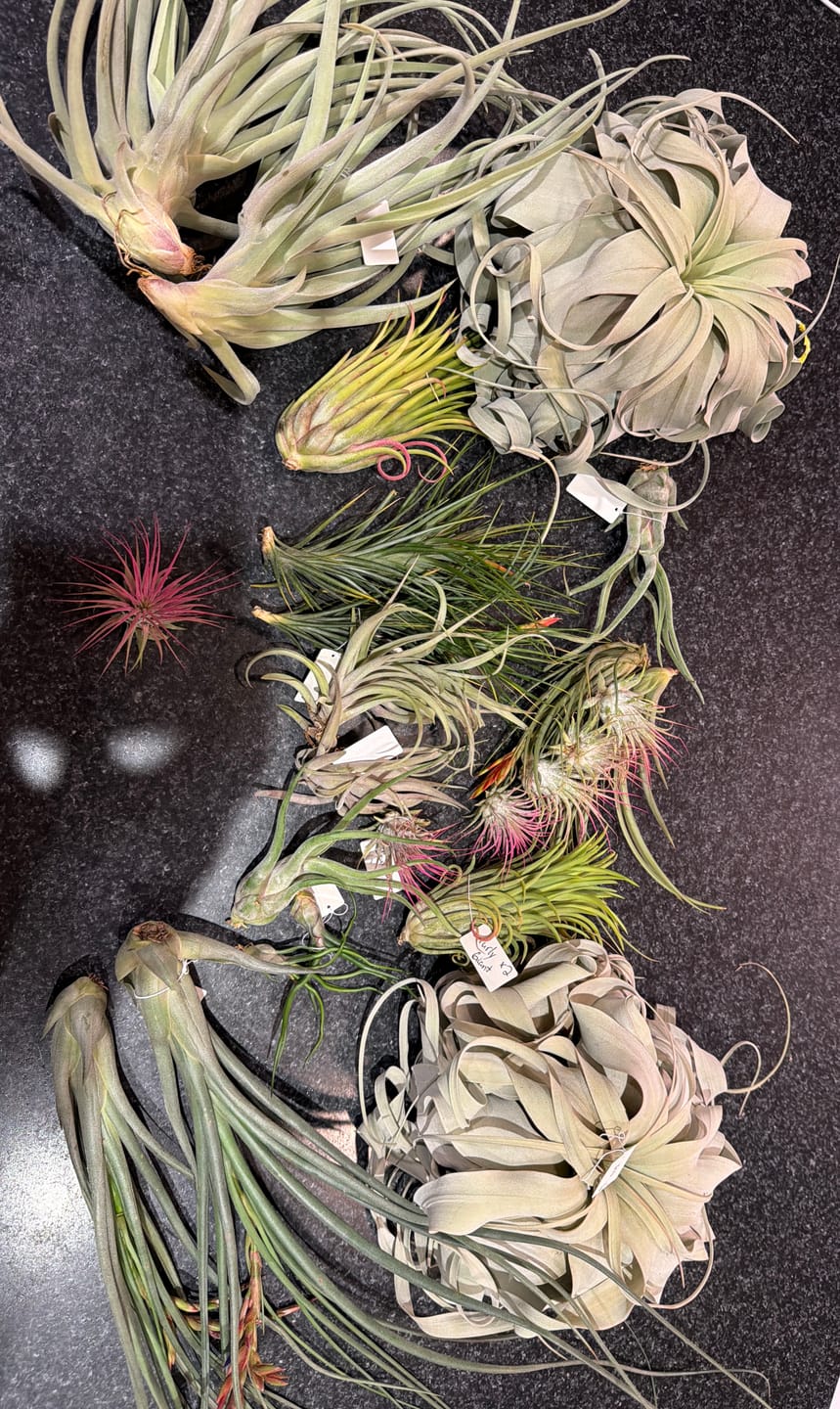 Customer photo review of Xerographica Thick Leaf Form  *Cannot Be Shipped Internationally*