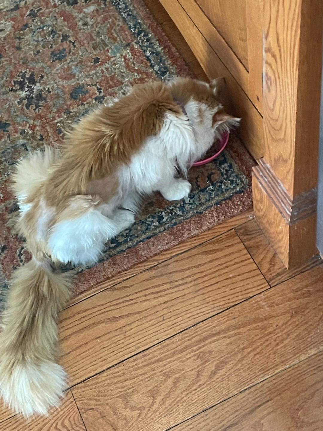 Customer photo review of Cat Weight Gain + Thyroid Support Remedy