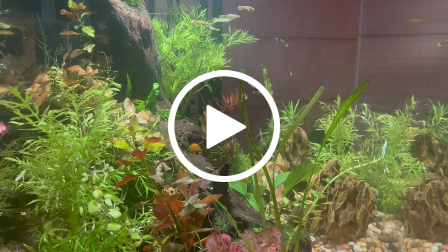 Customer video review of Skittles Shrimp