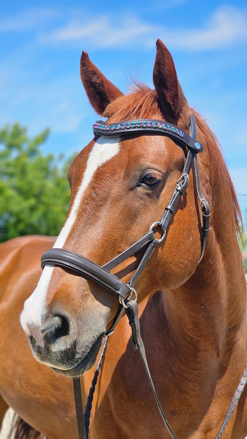 Customer photo review of Carnival Snap-Out Browband