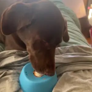 Customer photo review of Slow Feeder Dog Lick Bowl – No Spill & Non-Slip