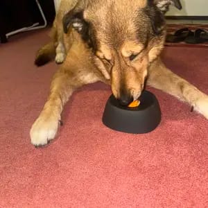 Customer photo review of Slow Feeder Dog Lick Bowl – No Spill & Non-Slip