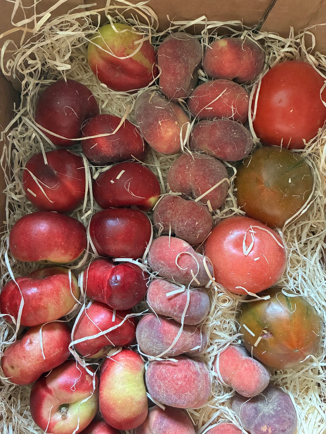 Customer photo review of Weinbergpfirsiche & Tellernektarinen gelb & weiss Bio von Jose