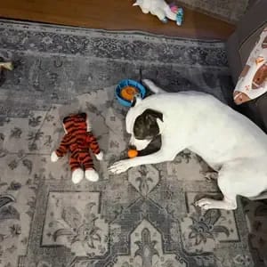 Customer photo review of Slow Feeder Dog Lick Bowl – No Spill & Non-Slip
