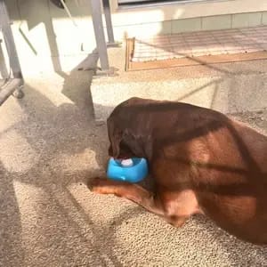 Customer photo review of Slow Feeder Dog Lick Bowl – No Spill & Non-Slip