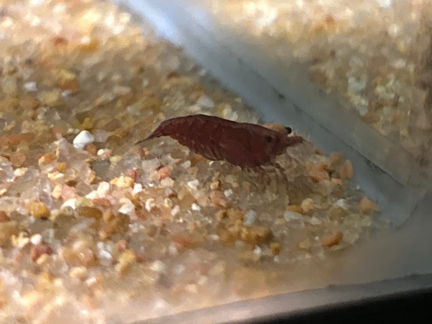 Customer photo review of Fire Red Cherry Shrimp