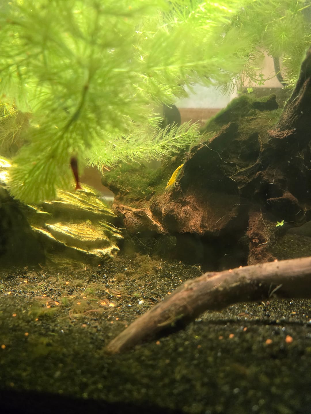 Customer photo review of Skittles Shrimp
