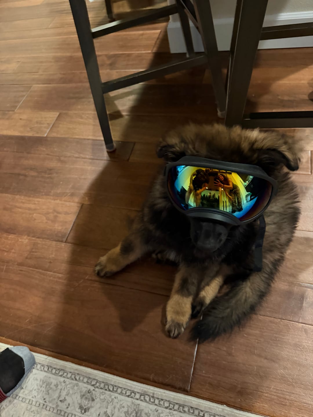Customer photo review of Team K9® Dog Goggles