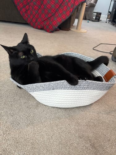Customer photo review of Instinct Basket | Meet the first research-backed natural territory for indoor cats