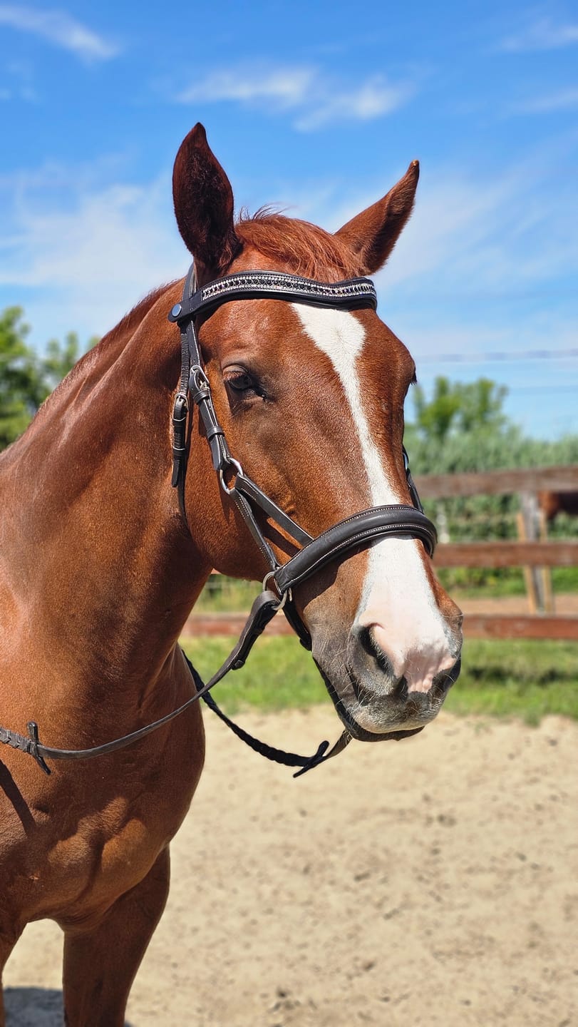 Customer photo review of Black Diamond Snap-Out Browband