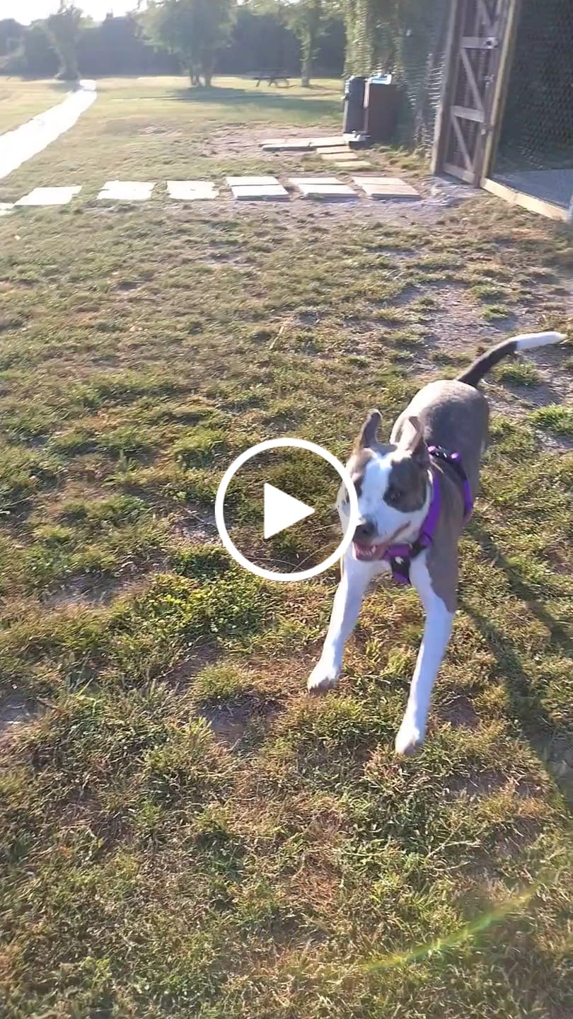 Customer video review of Ultra Harness - Anti pull - Purple