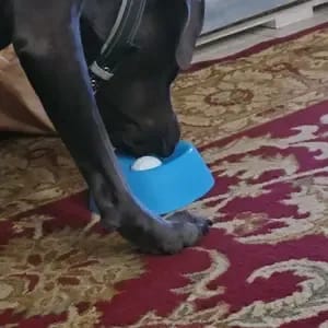 Customer photo review of Slow Feeder Dog Lick Bowl – No Spill & Non-Slip