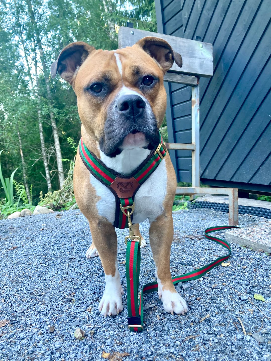 Customer photo review of Staffordshire Bull Terrier 1935® Harness & Leash Set - Rosso Verde Edition