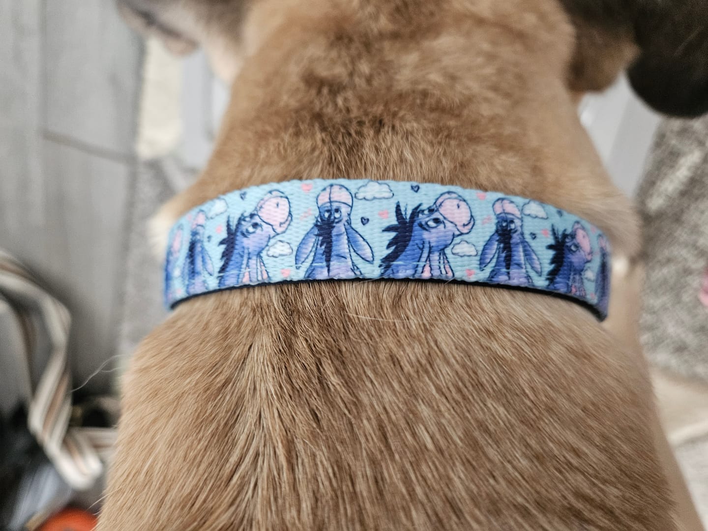 Customer photo review of Disney© Collar - Eeyore
