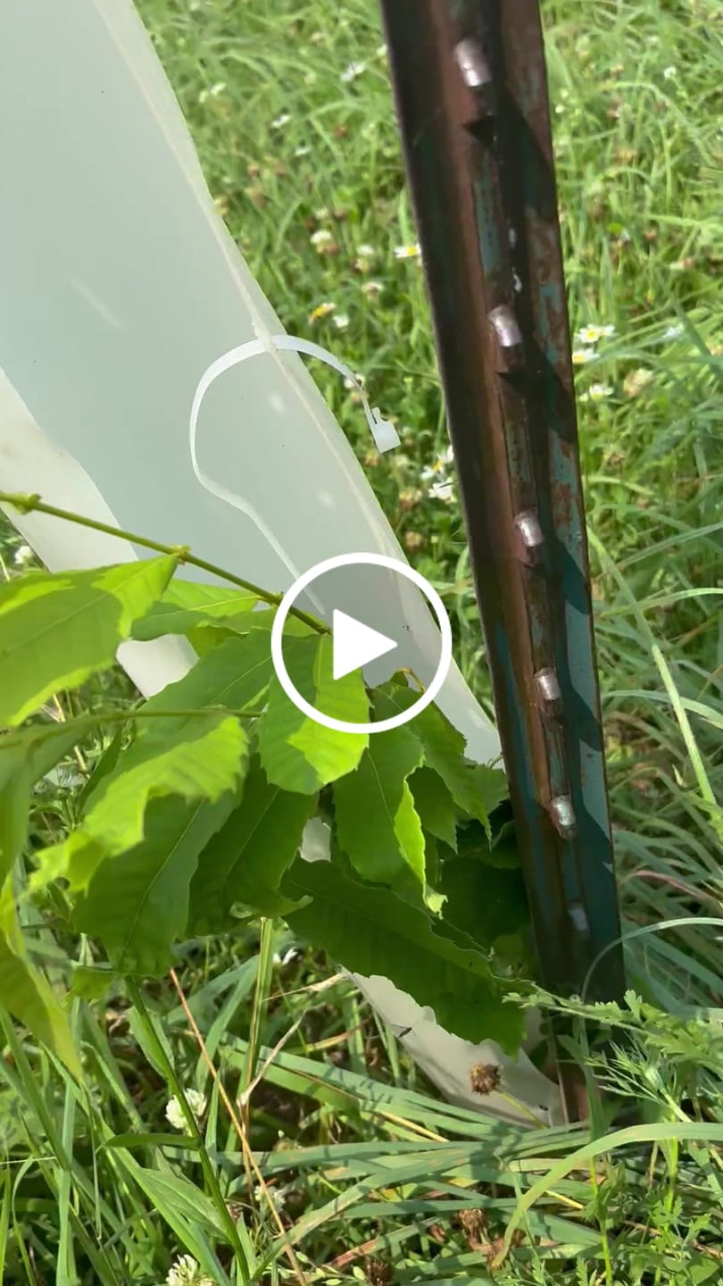 Customer video review of Hybrid Chestnut