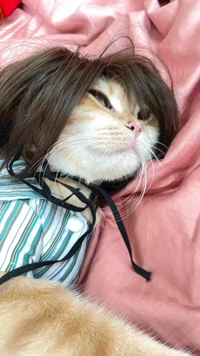 Customer photo review of Funny Dog Wig for Cats & Dogs