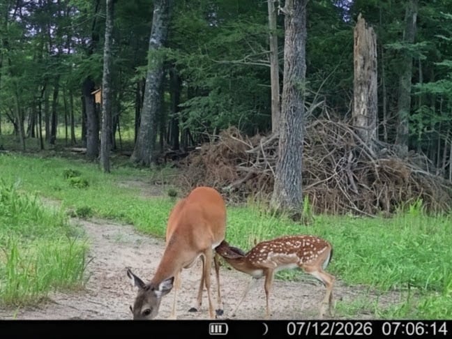 Customer photo review of Stockpile™ Deer Block