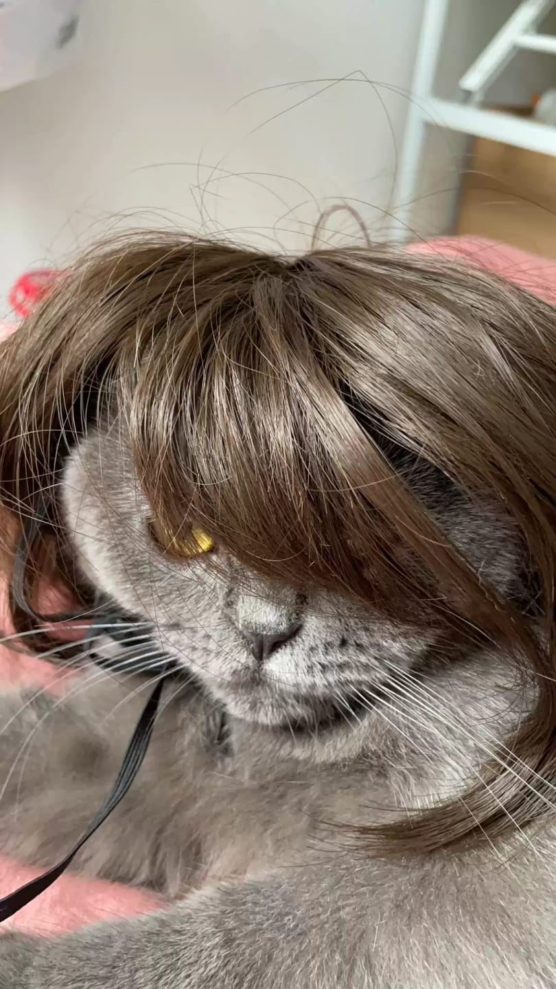 Customer photo review of Funny Dog Wig for Cats & Dogs