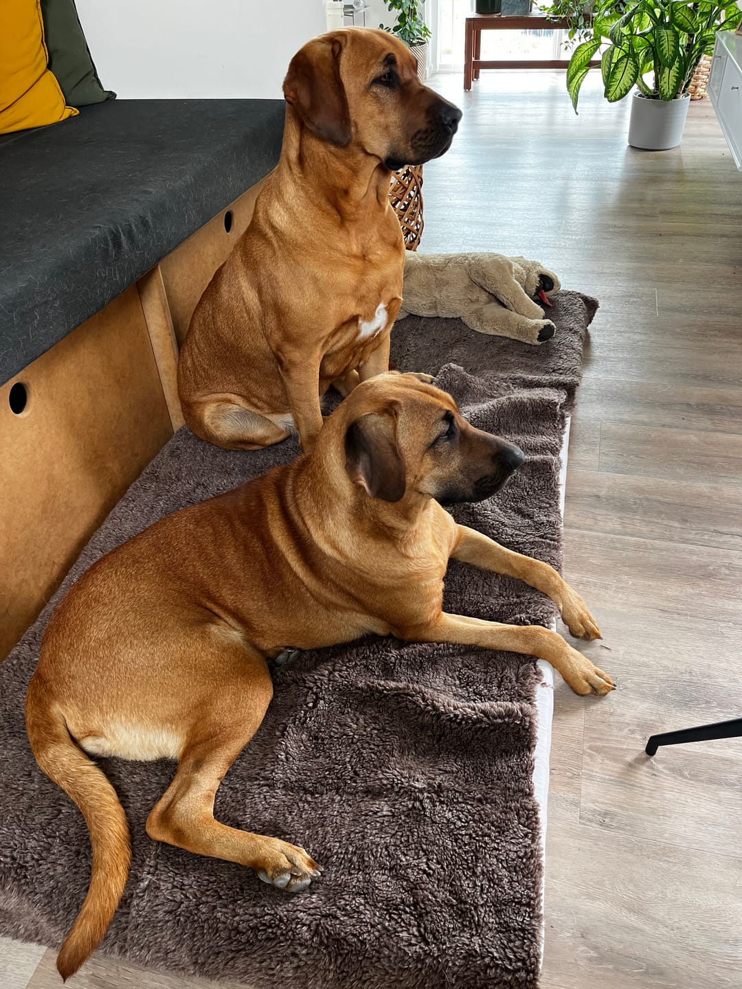 Customer photo review of Active Canis Vetbed, Brun