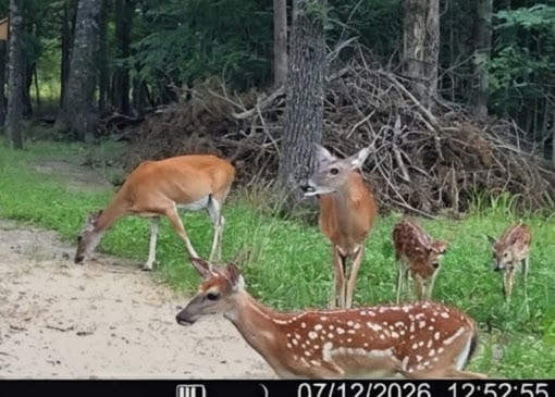 Customer photo review of Recharge™ Deer Mineral
