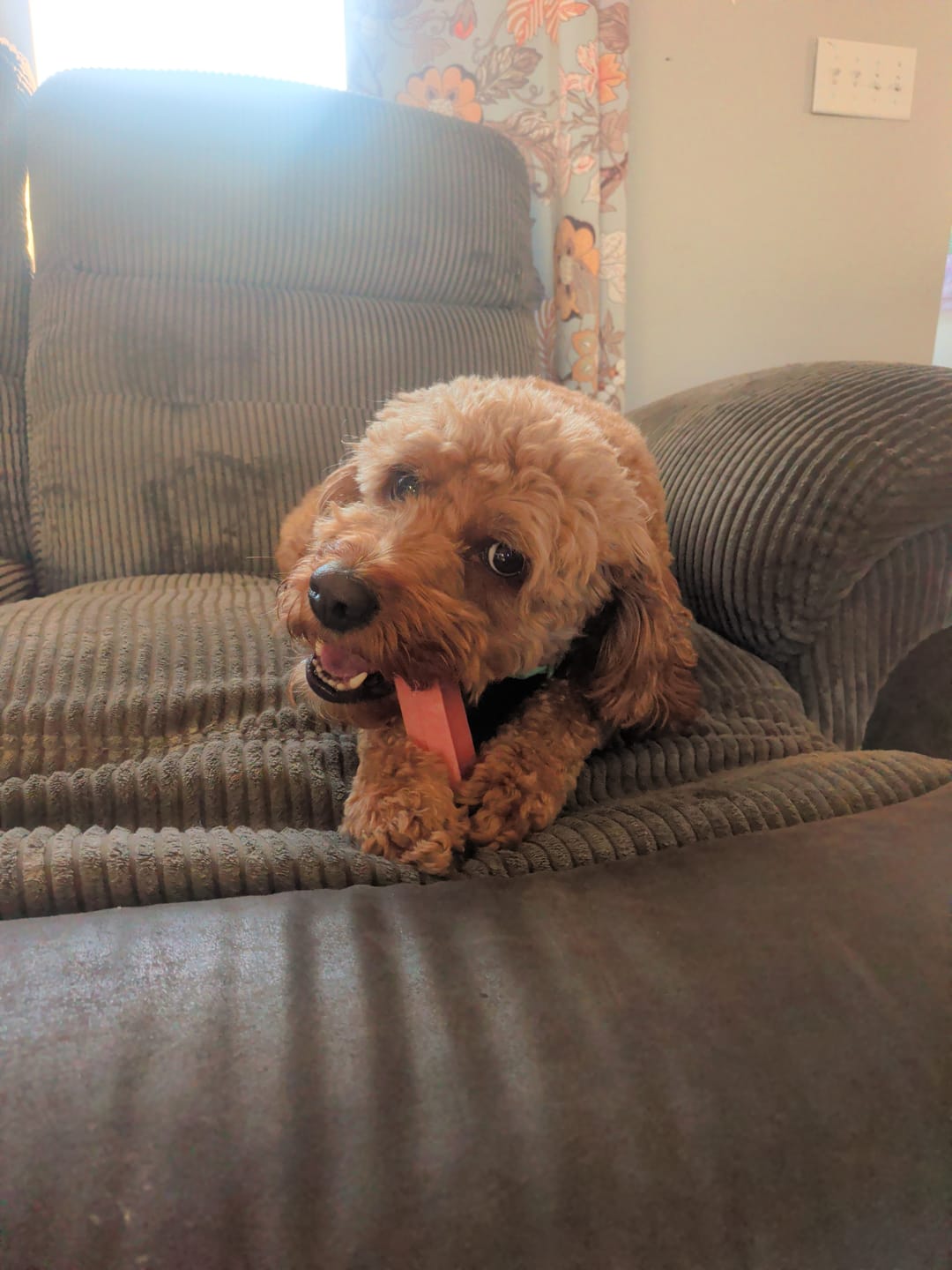 Customer photo review of Strawberry Yak Chew — Vitamin C, Fiber & Teeth Whitening