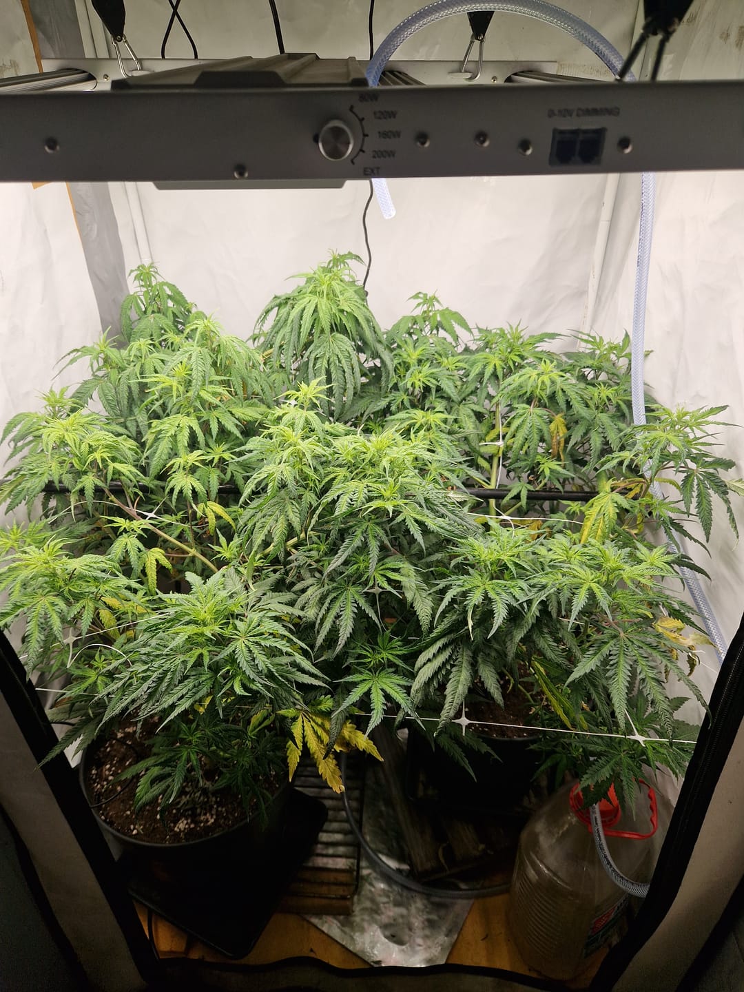 Customer photo review of Hanfstecklinge | Cash Cow
