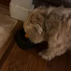 Customer photo review of Slow Feeder Dog Lick Bowl – No Spill & Non-Slip