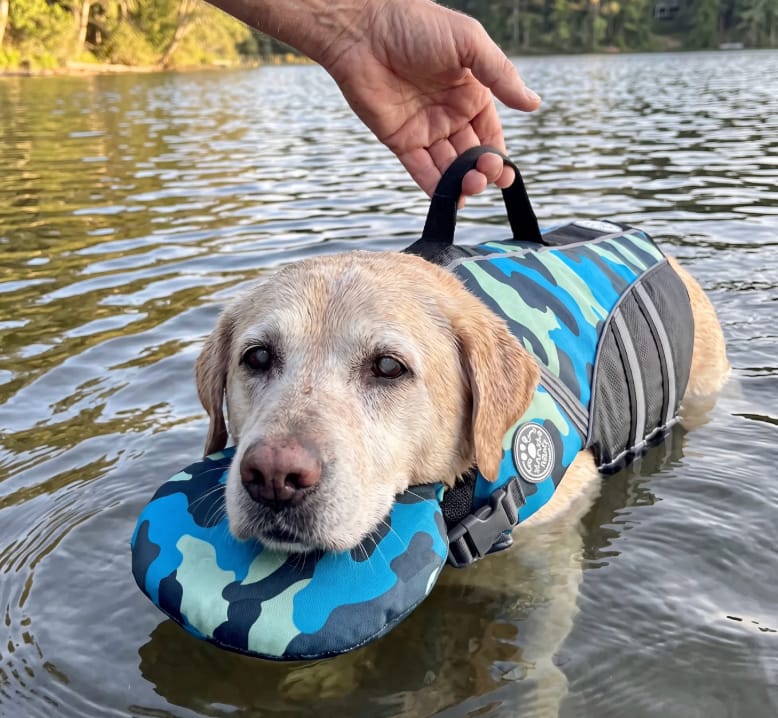 Customer photo review of Dog Life Jacket with Head Support