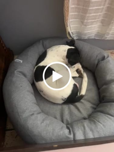 Reseña con vídeo de un cliente sobre Cama Antiestrés para Perros