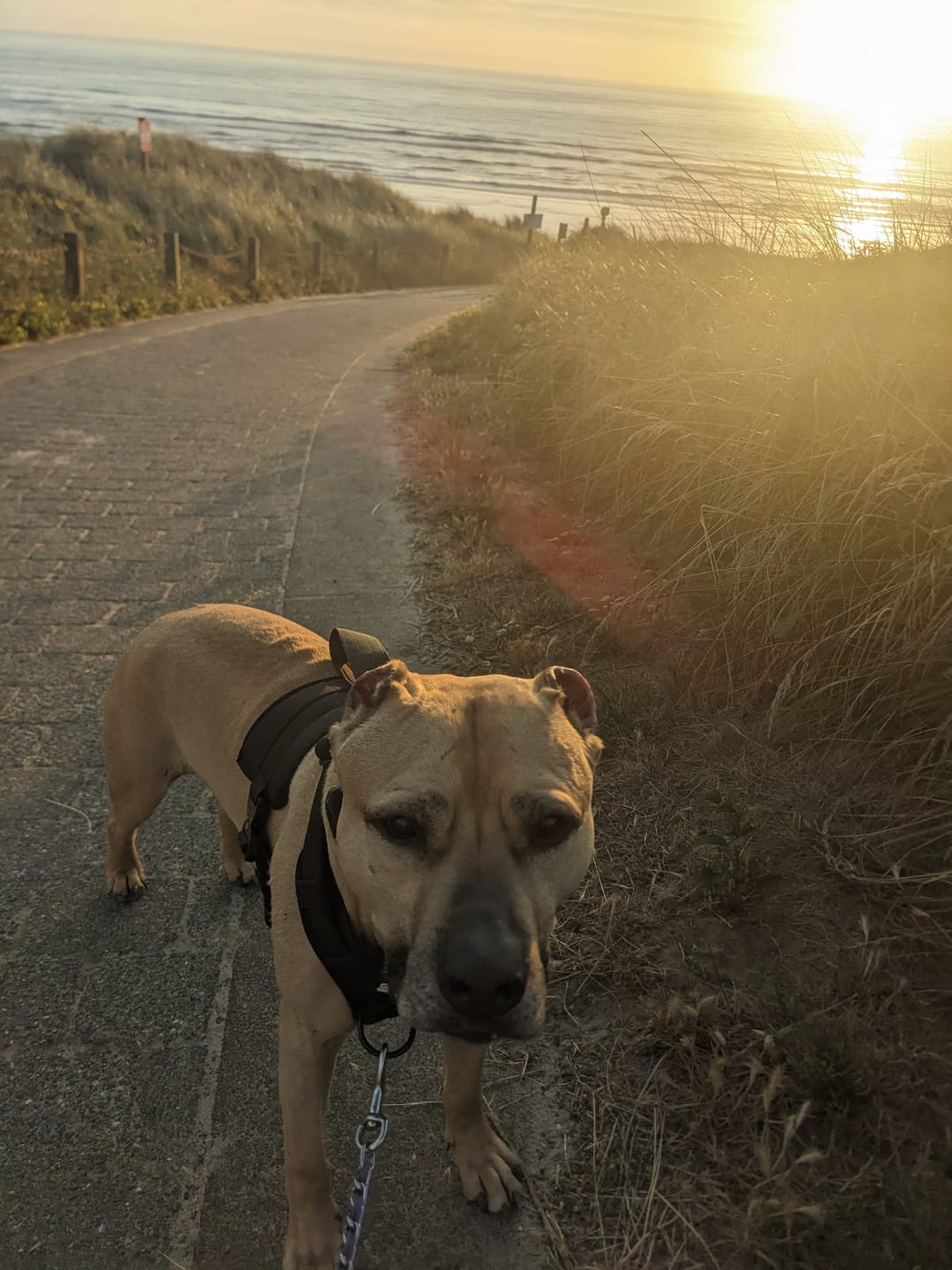 Customer photo review of No Pull Bully Proof Harness
