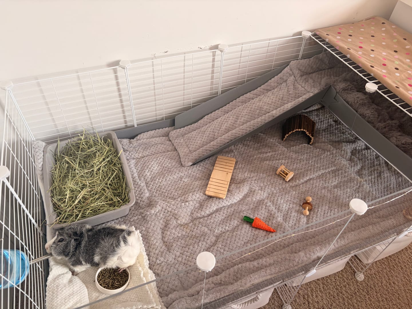 Customer photo review of Extra Soft Fleece Liner for Guinea Pigs | Velvet Gray