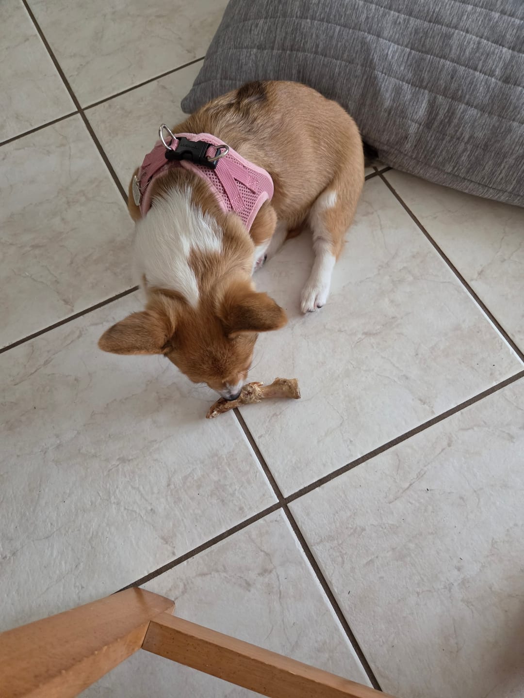 Customer photo review of Ostrich Runner (5" x 1.5"): The Flavorful & Long-Lasting Chew for Small to Medium Dogs - 2 Pieces