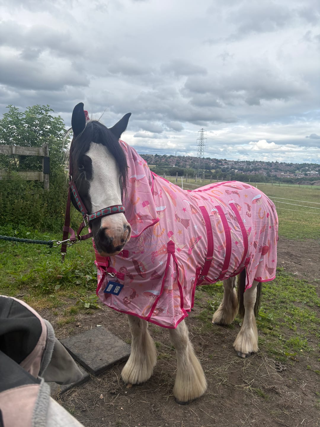 Customer photo review of NEW Country Star Fly Rug