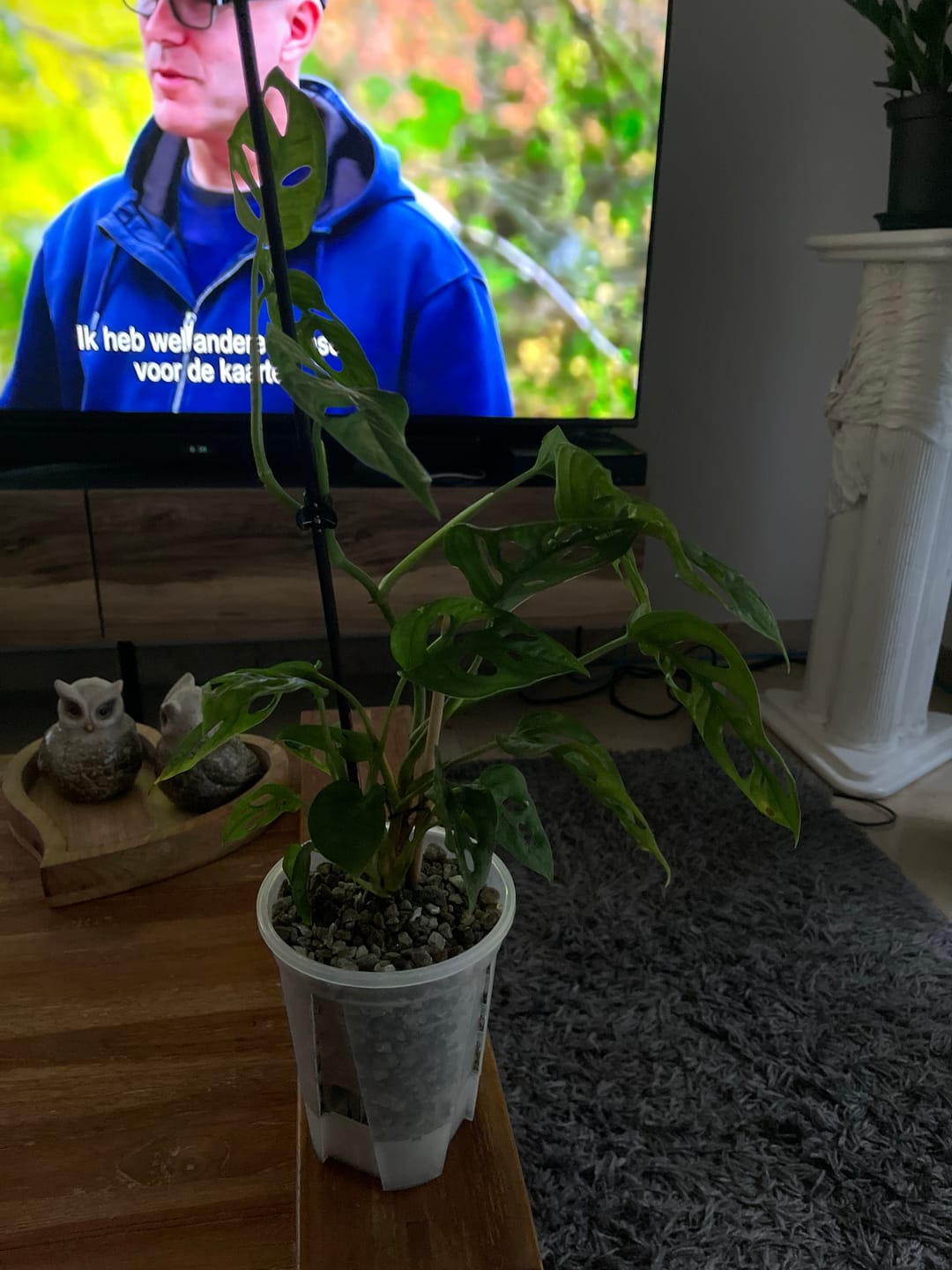 Customer photo review of Clear Self-Watering Plant Pots