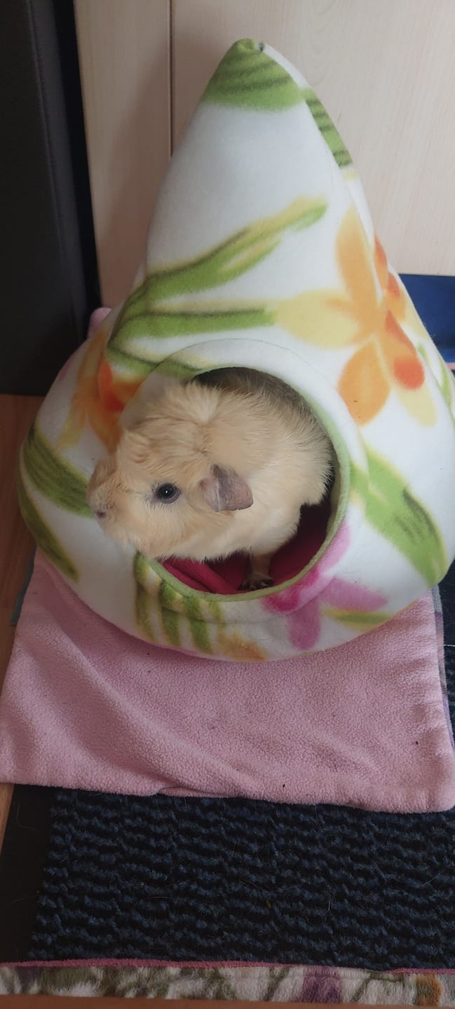 Customer photo review of 👑Luxus-Auszeit – Verwöhnset für Meerschweinchen