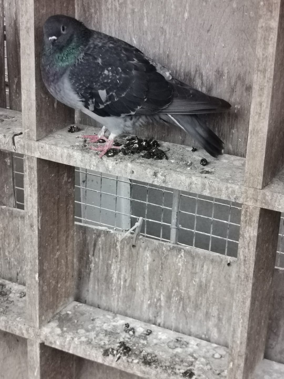 Customer photo review of Avi Forte (Performance, Immunity & Feather Health for Poultry & All Bird Species)
