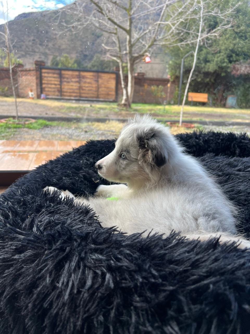Customer photo review of Cama Anti-Estrés THE DOGS — Menos ansiedad, más descanso