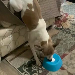 Customer photo review of Slow Feeder Dog Lick Bowl – No Spill & Non-Slip