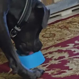 Customer photo review of Slow Feeder Dog Lick Bowl – No Spill & Non-Slip