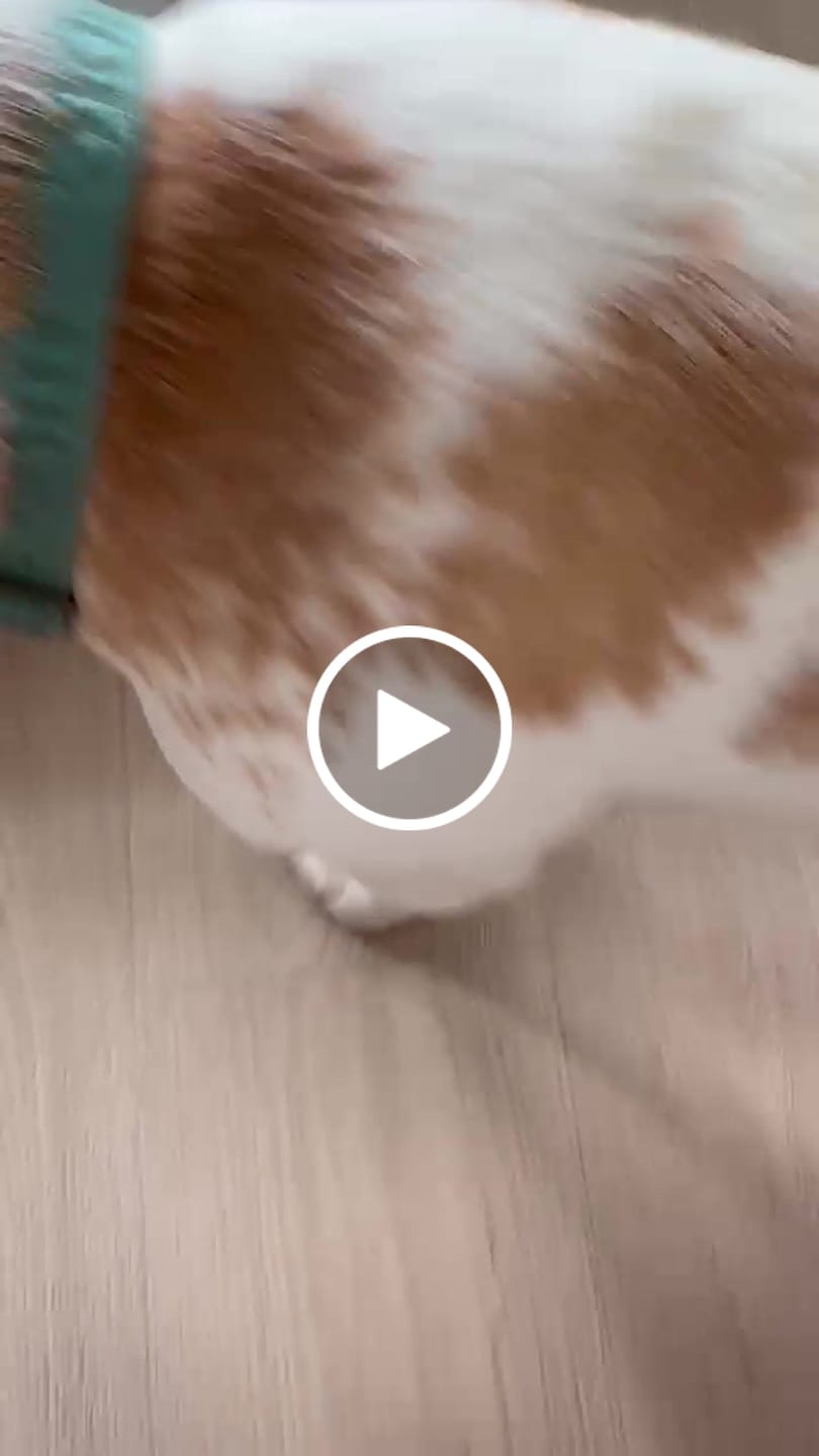 Customer video review of Globe Buddy Blue, dansk premium fuldfoder med laks, 8 kg (2 kasser a 4 kg), spar 15 %