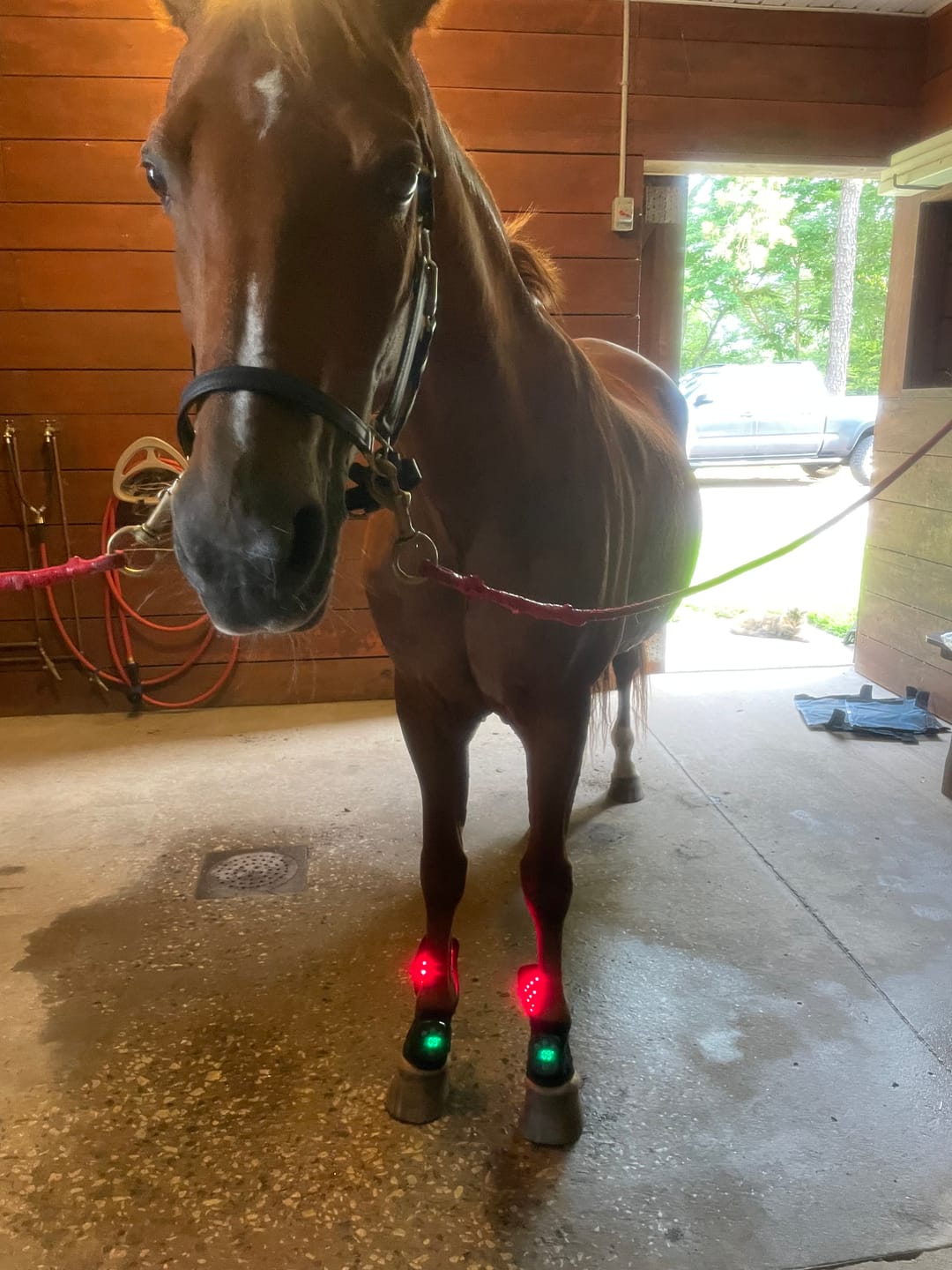 Customer photo review of HorseHalo™ HaloLegs Mini