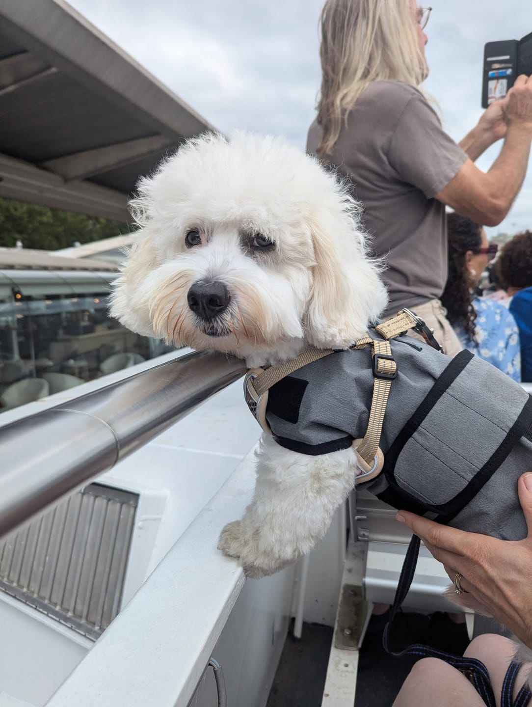 Customer photo review of Luxury Dog Cooling Coat