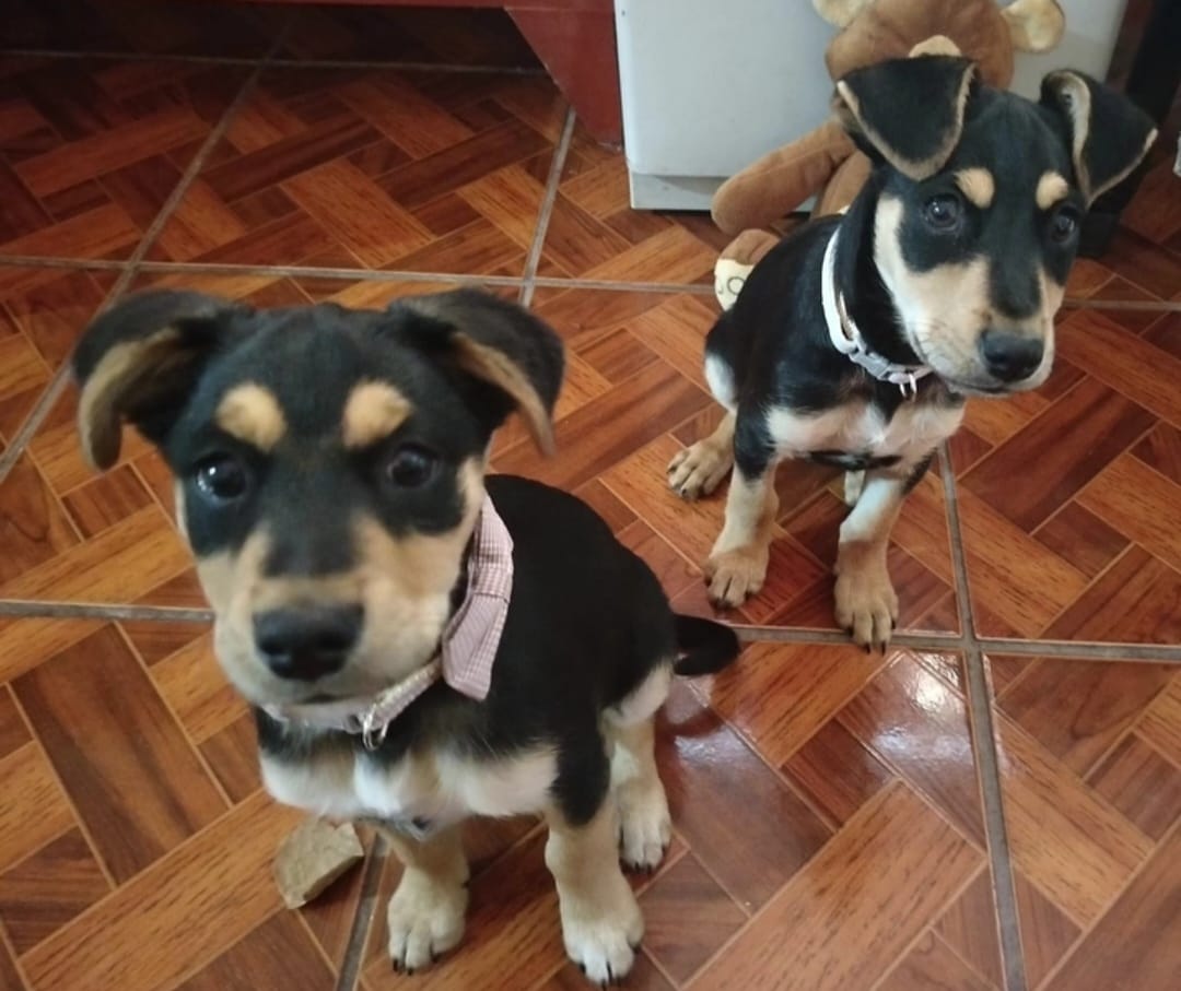 Customer photo review of CT2146 1 Pieza Collar Para Mascota Con Diseño De Moño